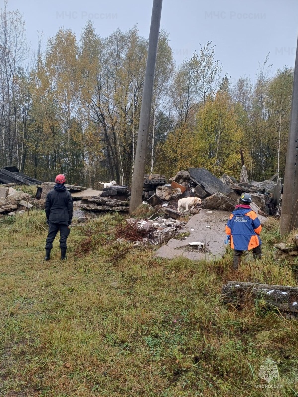 Кинологи Донского спасательного центра вернулись с учебно-тренировочных сборов в Подмосковье